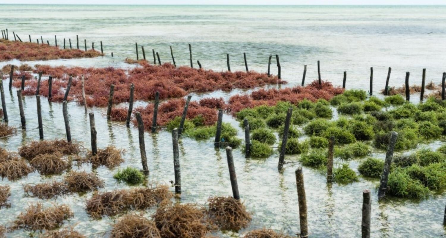 Nhà sản xuất Hàn Quốc trồng rong biển với nhãn sinh thái MSC, ASC