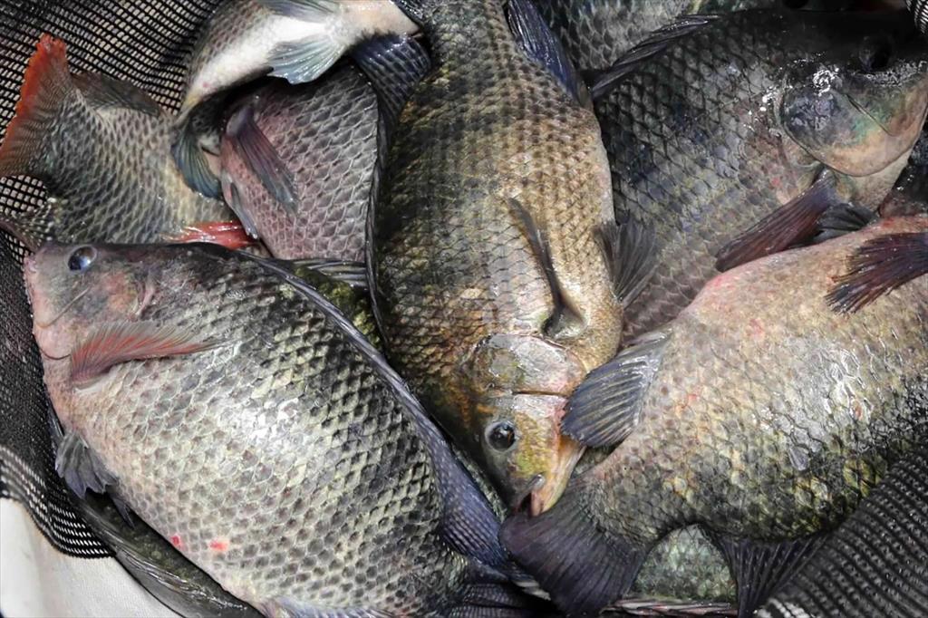 Xuất khẩu cá rô phi của  Brazil sang Mỹ giảm, sang Trung Quốc tăng 