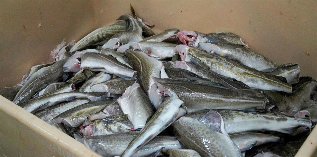 Các nhà sản xuất cá minh thái Alaska gặp khó bởi lệnh cấm nhập khẩu từ Nga 