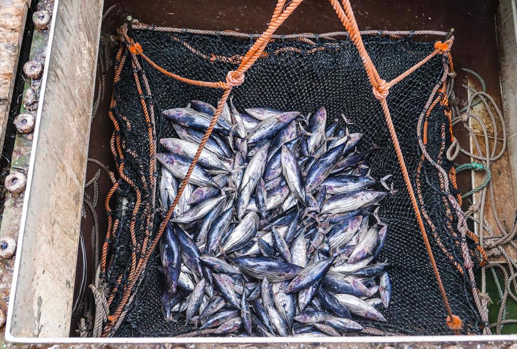 Accountability Fish “ứng tuyển” vị trí quan sát viên của WCPFC