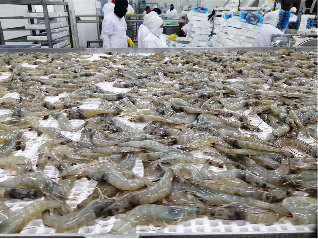 Giá tôm Ecuador tăng trở lại tại thị trường bán buôn Trung Quốc