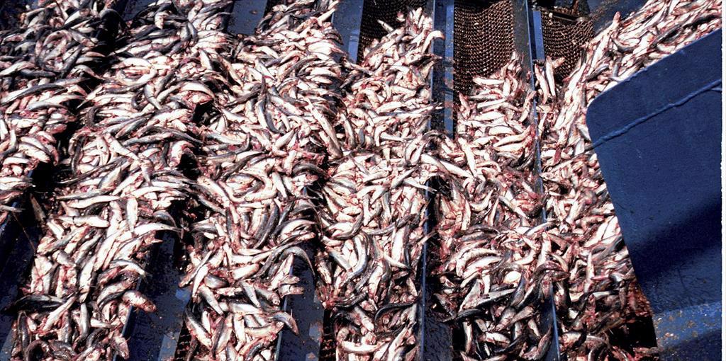 Peru cho phép đánh bắt cá cơm thăm dò