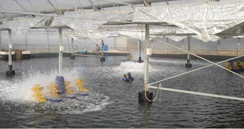 Phát triển nuôi tôm RAS ở châu  Âu 