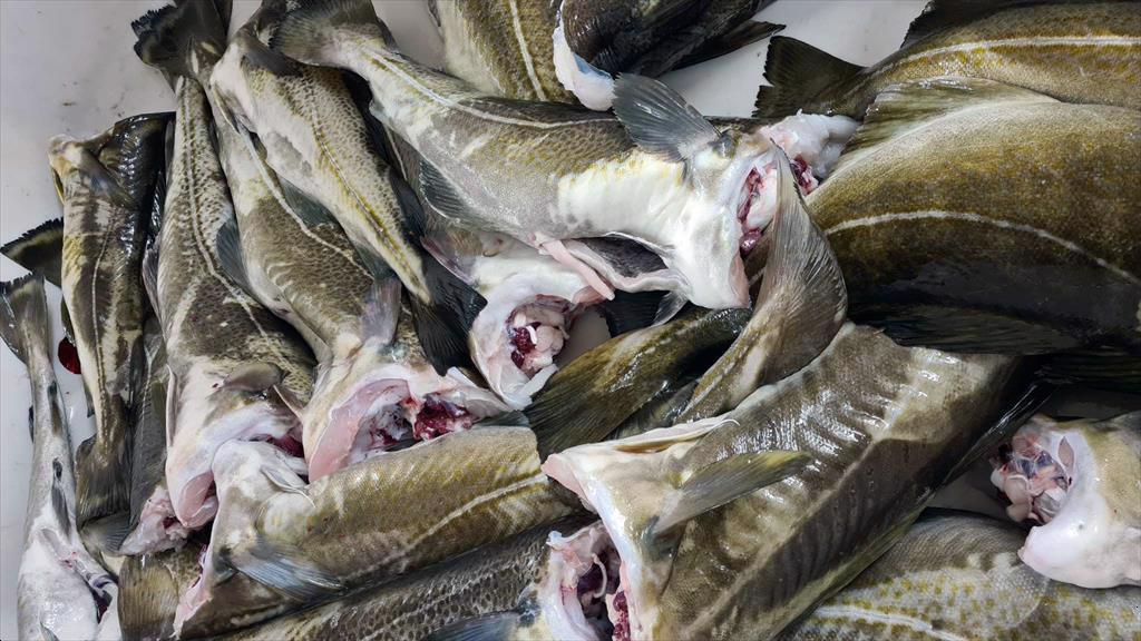 Giá cá tuyết đông lạnh Na Uy xuất khẩu sang EU tăng 