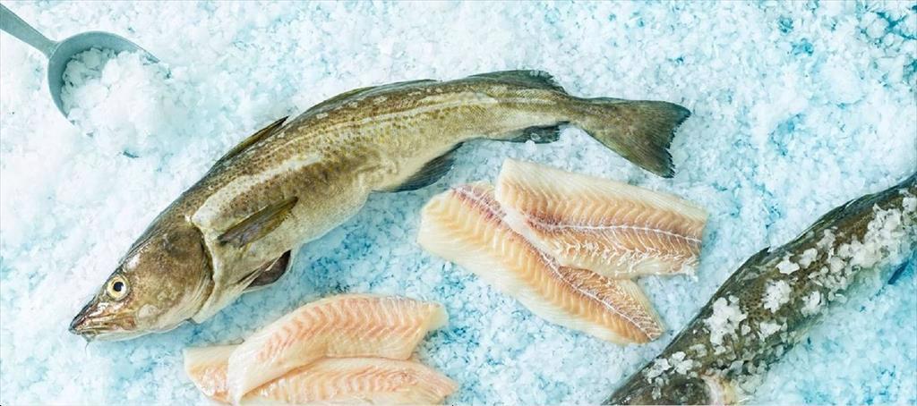 Giá cá tuyết đông lạnh của Na Uy giảm đầu tháng 82023