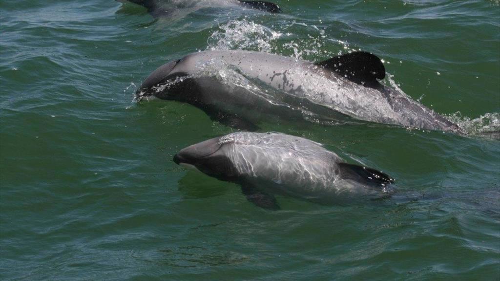 Cảnh báo nguy cơ tuyệt chủng loài cá heo vaquita