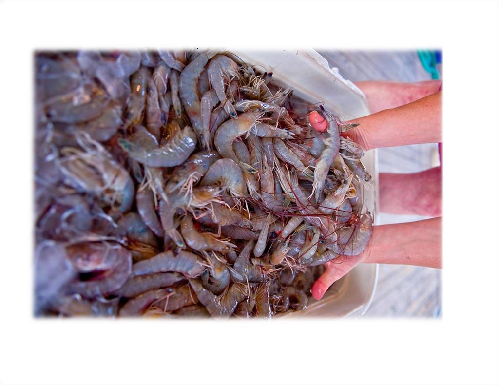 Louisiana (Mỹ) bắt đầu vụ khai thác tôm với dự báo giá thấp