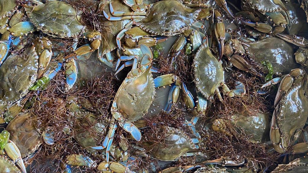 Italy phân bổ 3,2 triệu USD để chống lại sự xâm lấn của cua xanh