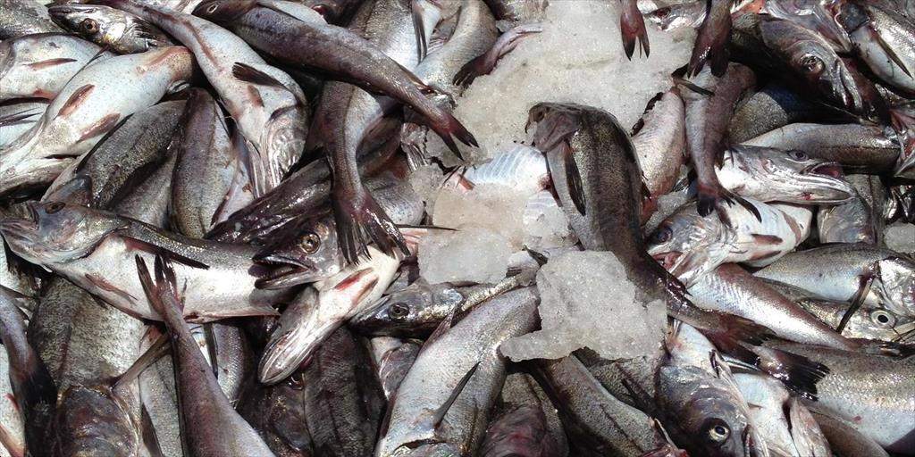 Xuất khẩu thuỷ sản Chile tăng 15% trong tháng 7