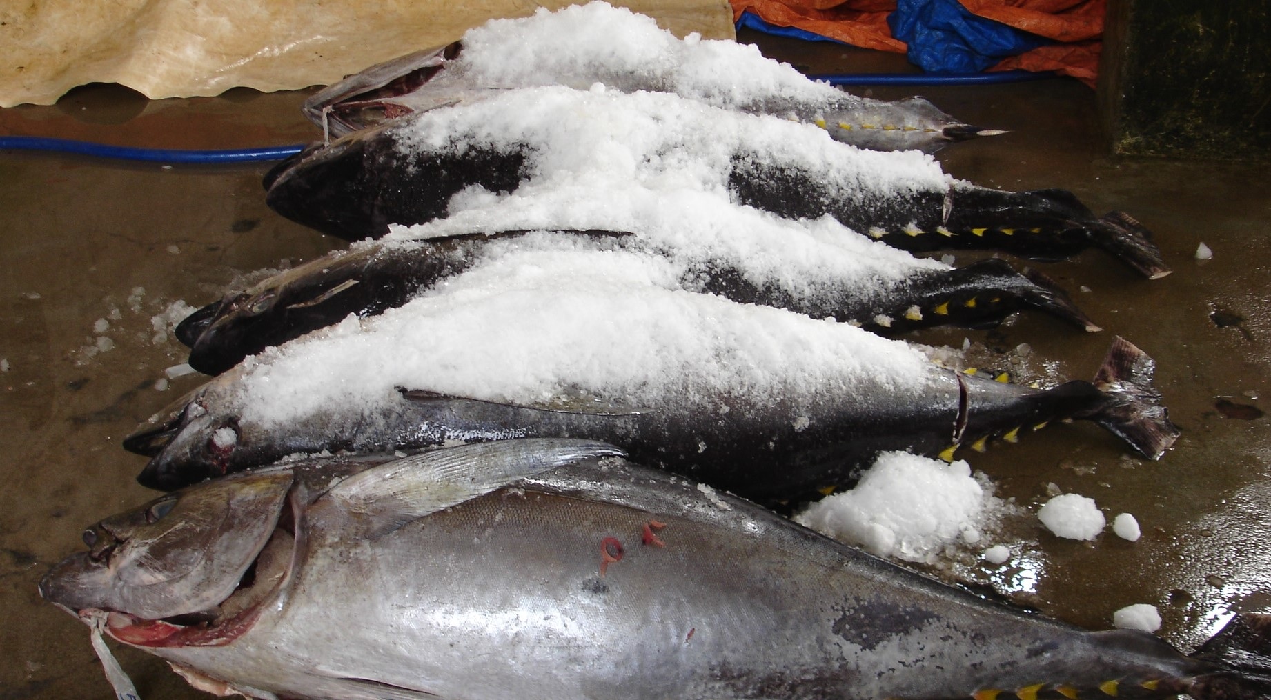 Vietnams tuna exports narrow the decline