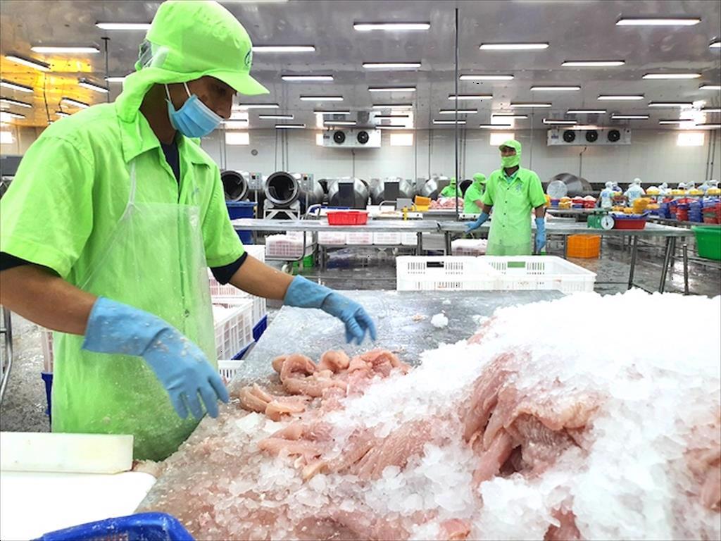 Khi nông dân và doanh nghiệp cá tra cùng… thua lỗ