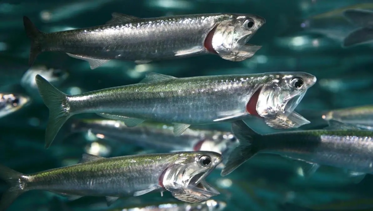 Sản lượng cá cơm vụ đầu tiên của Peru đạt thấp