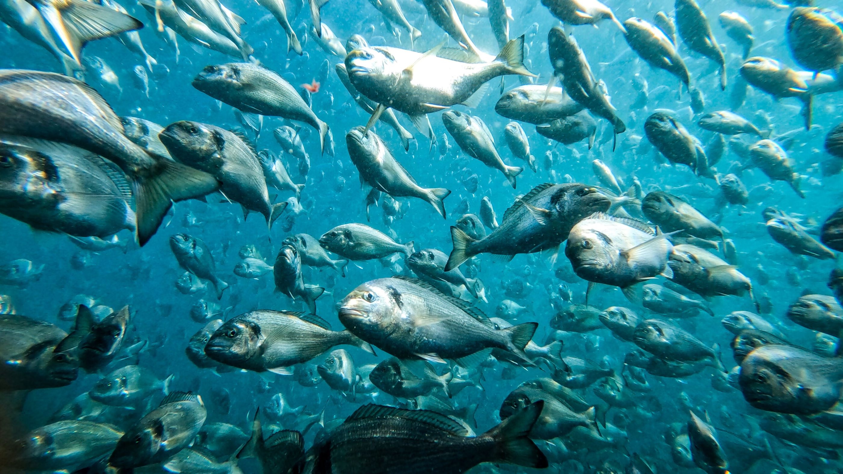 Báo cáo tác động của ASC năm 2022