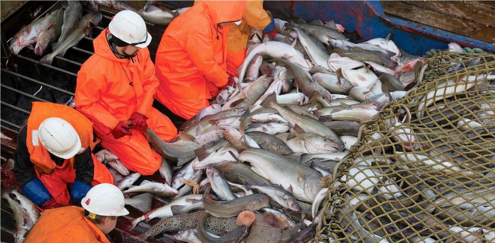 Dự luật Mỹ sẽ ảnh hưởng nhiều đến cá tuyết của Nga 