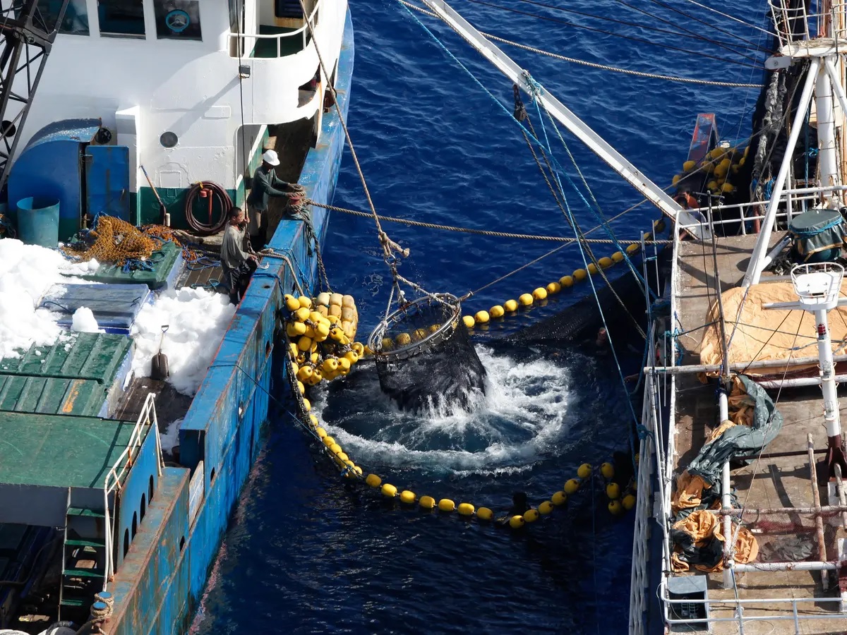 Bảo vệ Thái Bình Dương trước mối đe dọa đánh bắt cá bất hợp pháp