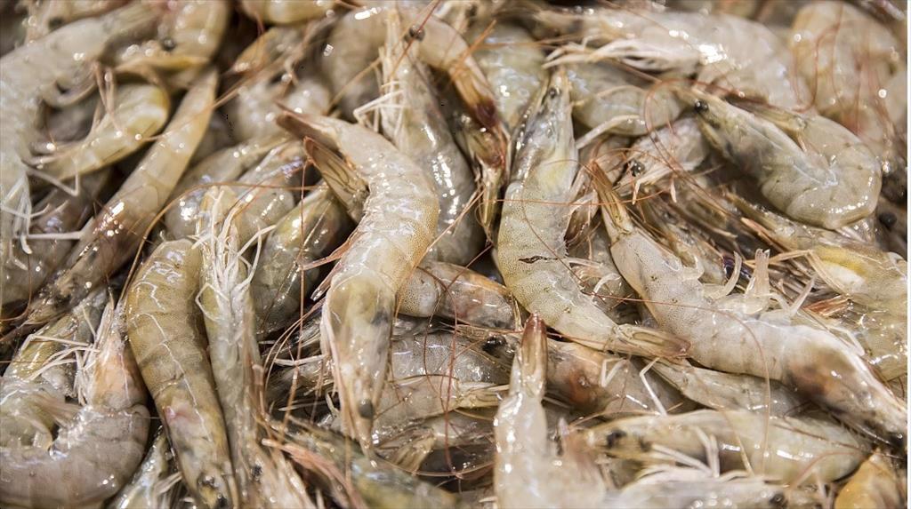 Nhu cầu tôm của Trung Quốc từ Ecuador tiếp tục đình trệ