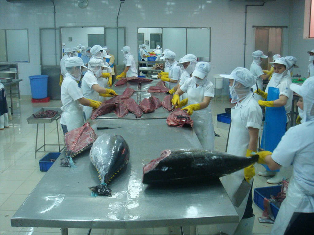 Xuất khẩu cá ngừ sang Hàn Quốc tăng gấp 2,5 lần