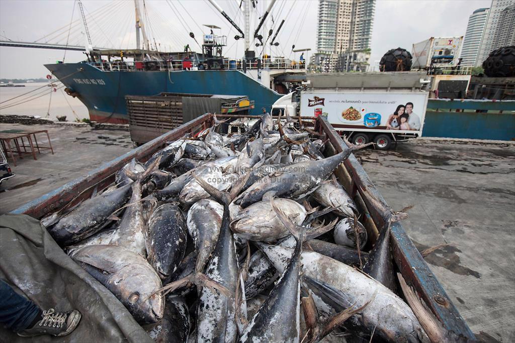 Giá cá ngừ vằn Bangkok giảm xuống mức thấp hơn giá tại Manta 