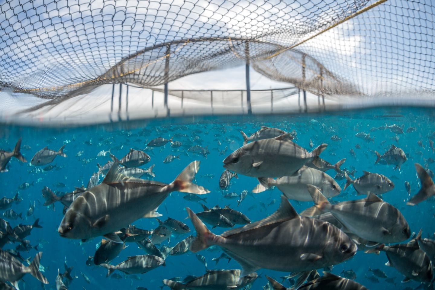 Hơn 2.000 trại nuôi đạt chứng nhận ASC trong năm 2022