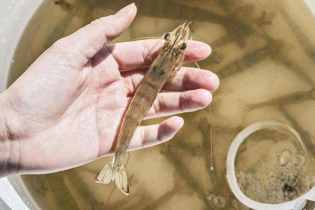 Chiết xuất thực vật giúp ngăn chặn AHPND trên tôm