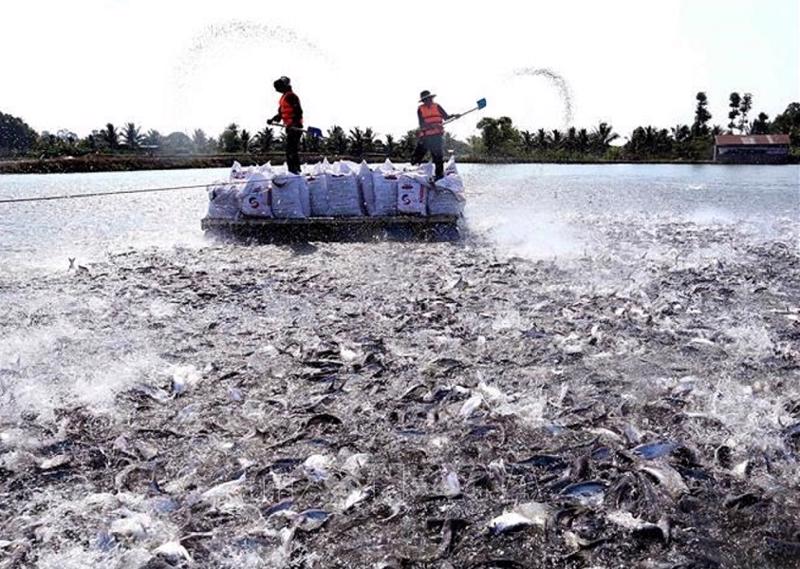 Ngành cá tra vượt qua “cửa ải” kiểm soát vùng nuôi, đủ điều kiện tiếp tục xuất khẩu sang Mỹ