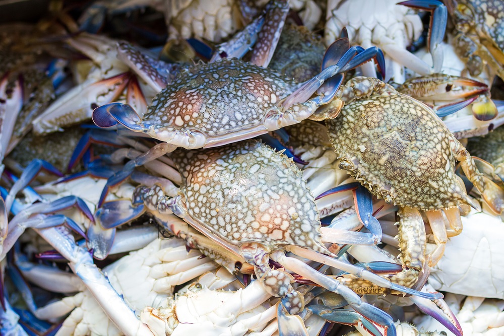 Sản lượng ghẹ tăng mạnh ở miền Đông Trung Quốc 