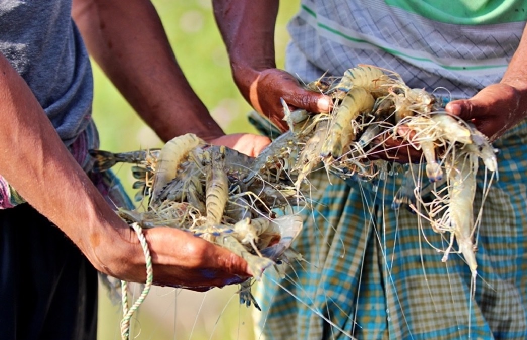 Giá và nhu cầu tôm Bangladesh tiếp tục giảm 