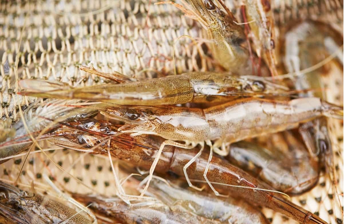 Giảm phát thải carbon là điểm mấu chốt trong chiến lược 2030 của Thai Union