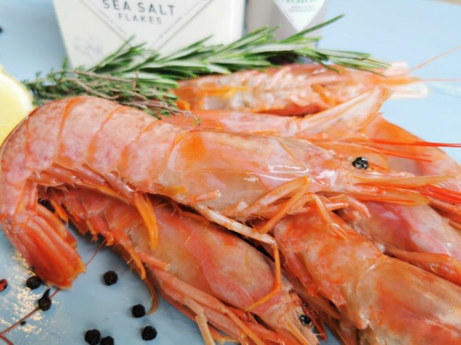 Tôm MSC kỳ vọng mang lại cơ hội cho vùng Vịnh Argentina và Mỹ