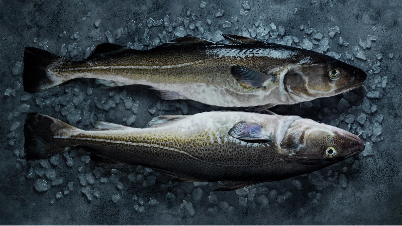 Na Uy tăng xuất khẩu cá tuyết tươi