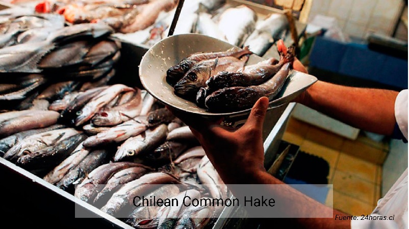 Chile chấm dứt lệnh cấm khai thác cá hake miền Nam 