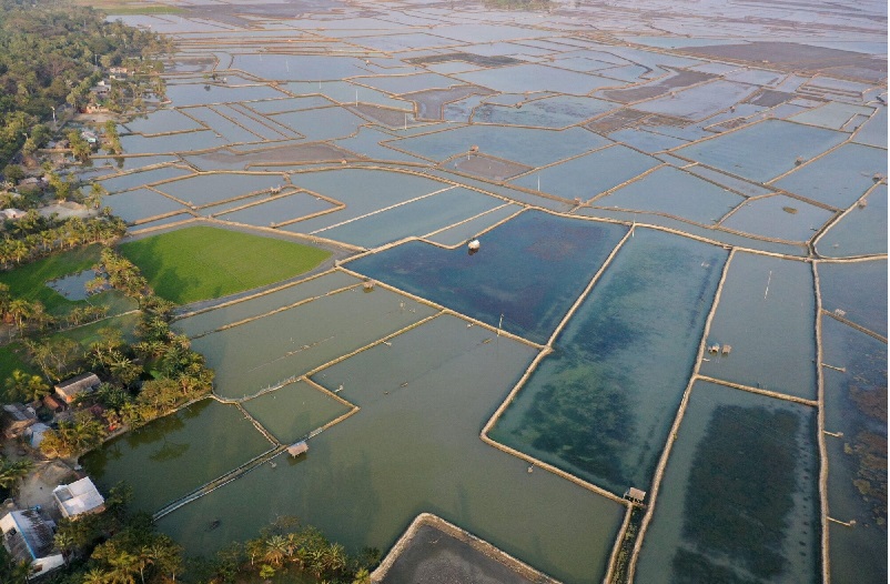 Sản lượng tôm của Bangladesh giảm mạnh