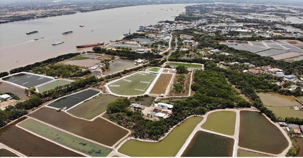 Minh Phu, Stapimex increase the number of GSA certified farms 