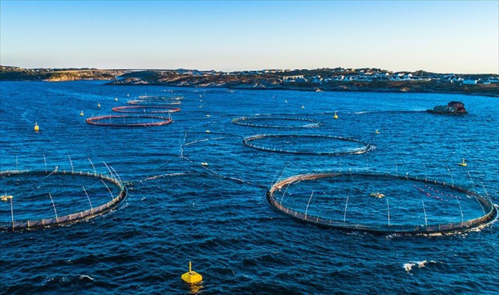 Tây Ban Nha dẫn đầu EU về sản xuất thủy sản 