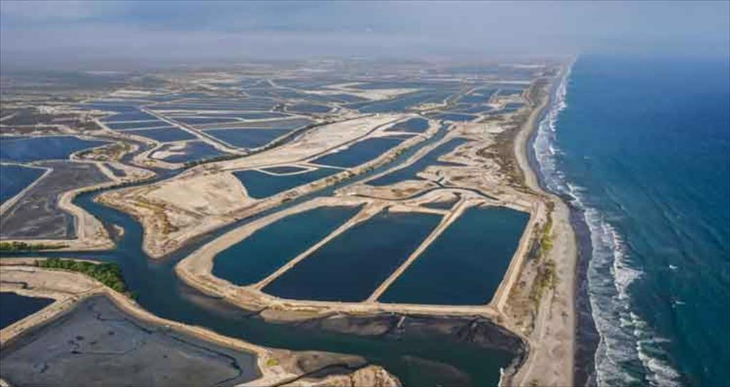 Ecuador đảm bảo tín dụng để tăng cường lưới điện ở các trang trại tôm