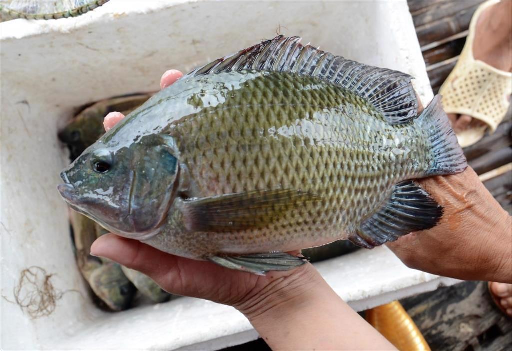 Ngành cá rô phi Trung Quốc đang thiếu cá giống 