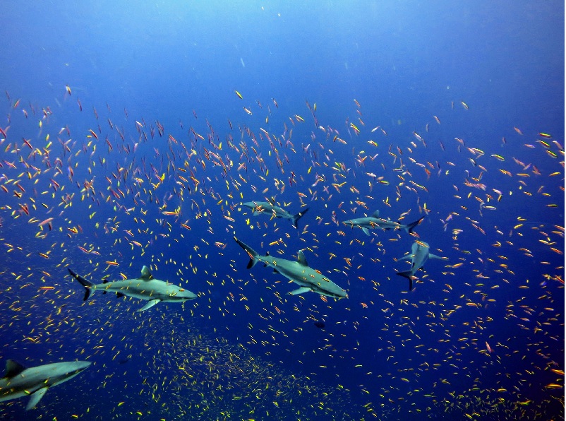 NOAA bổ sung thành viên cho Ủy ban Cố vấn Thủy sản Biển 