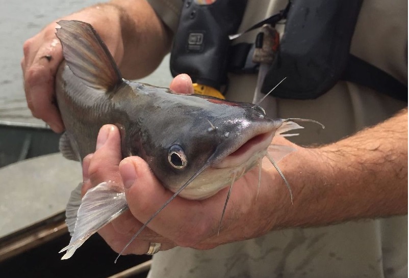 Virginia mở rộng đánh bắt và chế biến cá nheo Mỹ