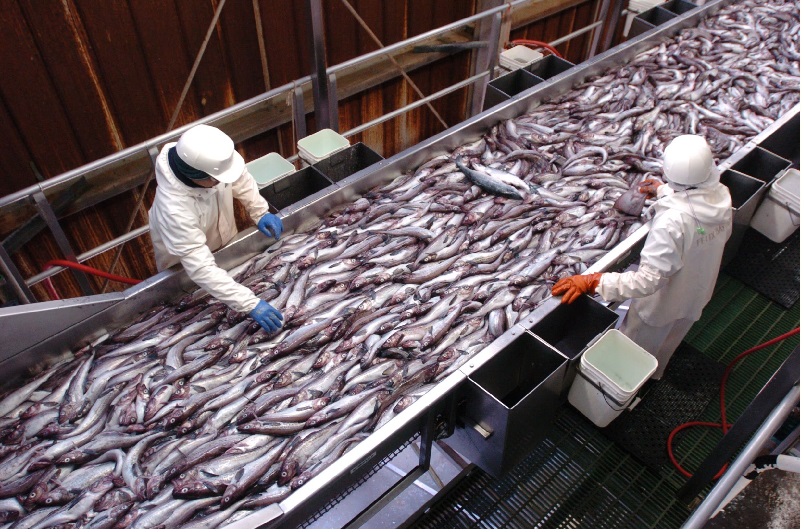 Các nhà chế biến Trung Quốc lo ngại về lệnh cấm của Mỹ đối với thủy sản Nga