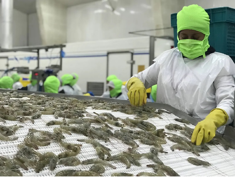 Xuất khẩu tôm của Ecuador năm 2023 dự kiến tăng 15% 