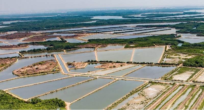 Omarsa cân nhắc mua thêm trang trại tôm ở Ecuador, Panama