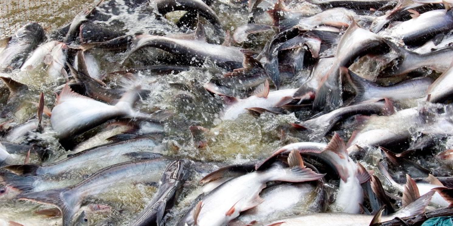 Pangasius exports to the UK reached 42 million USD as of the first half of August