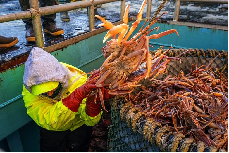 Thời gian mở cửa ngư trường cua tuyết biển Bering công bố vào tháng 10