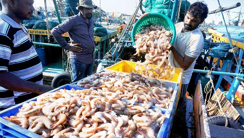 Xuất khẩu tôm Ấn Độ có thể giảm ít nhất 15% vào năm 2023