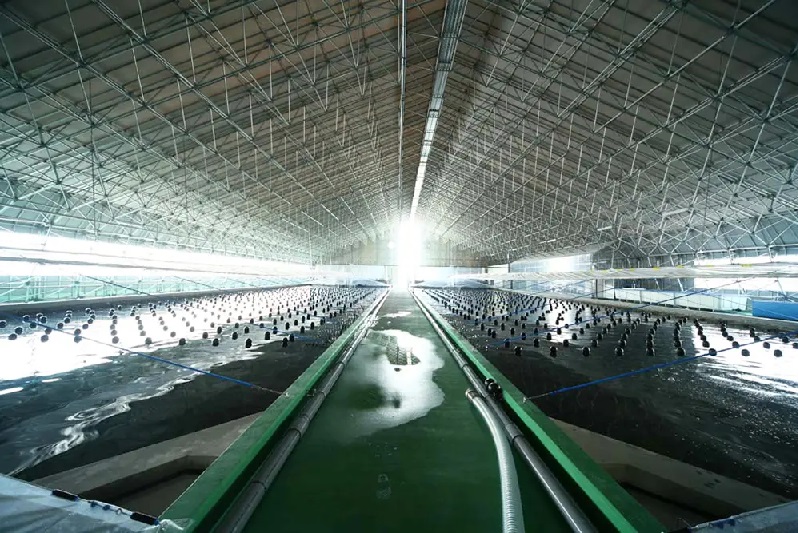 Đài Loan phát triển nuôi tôm theo mô hình RAS 