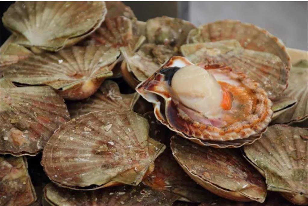 Nhật tìm thị trường mới cho sò điệp sau lệnh cấm của Trung Quốc 