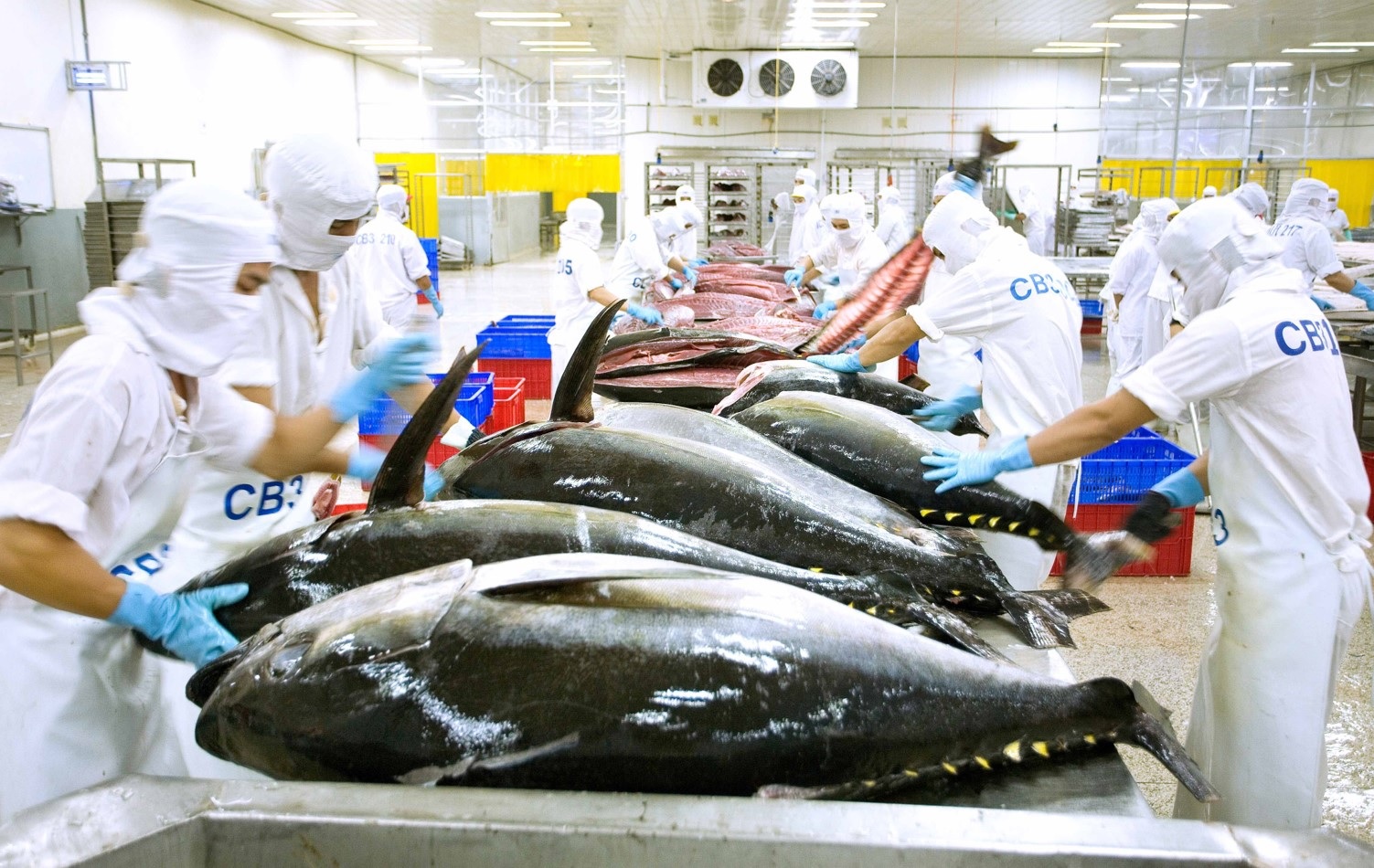 The US - top 1 tuna import market of Vietnam