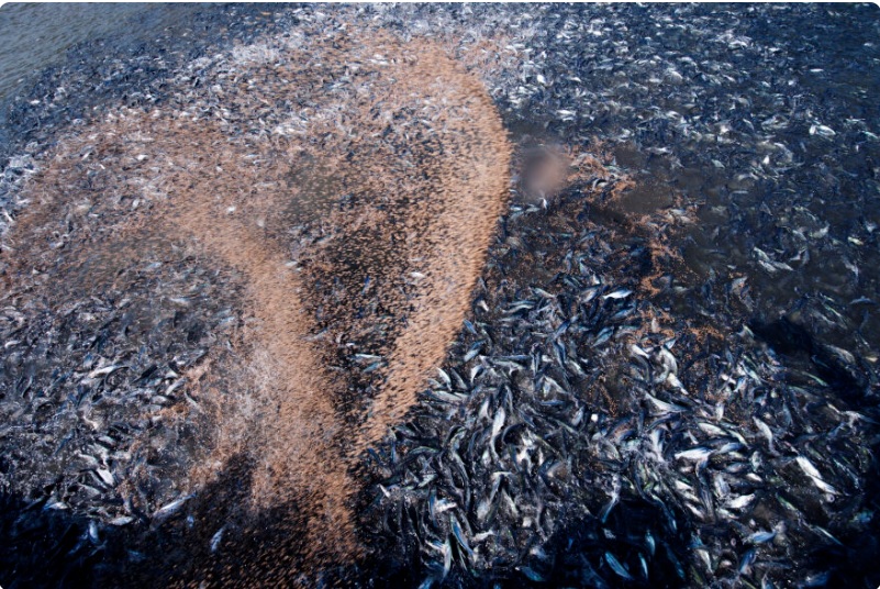 Vinh Hoan Pangasius hatchery tests new feed from insect meal