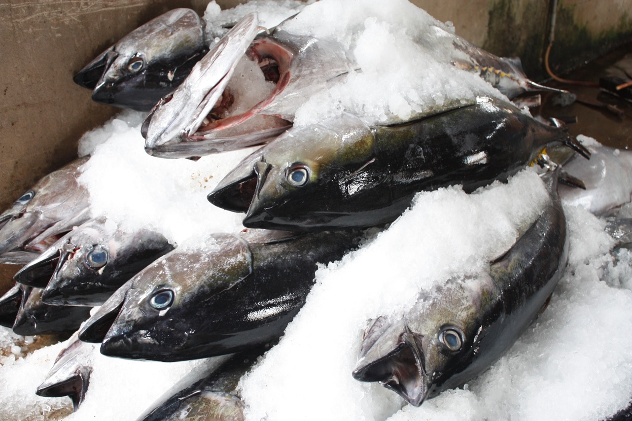 Vietnams tuna exports to Chile continue to increase