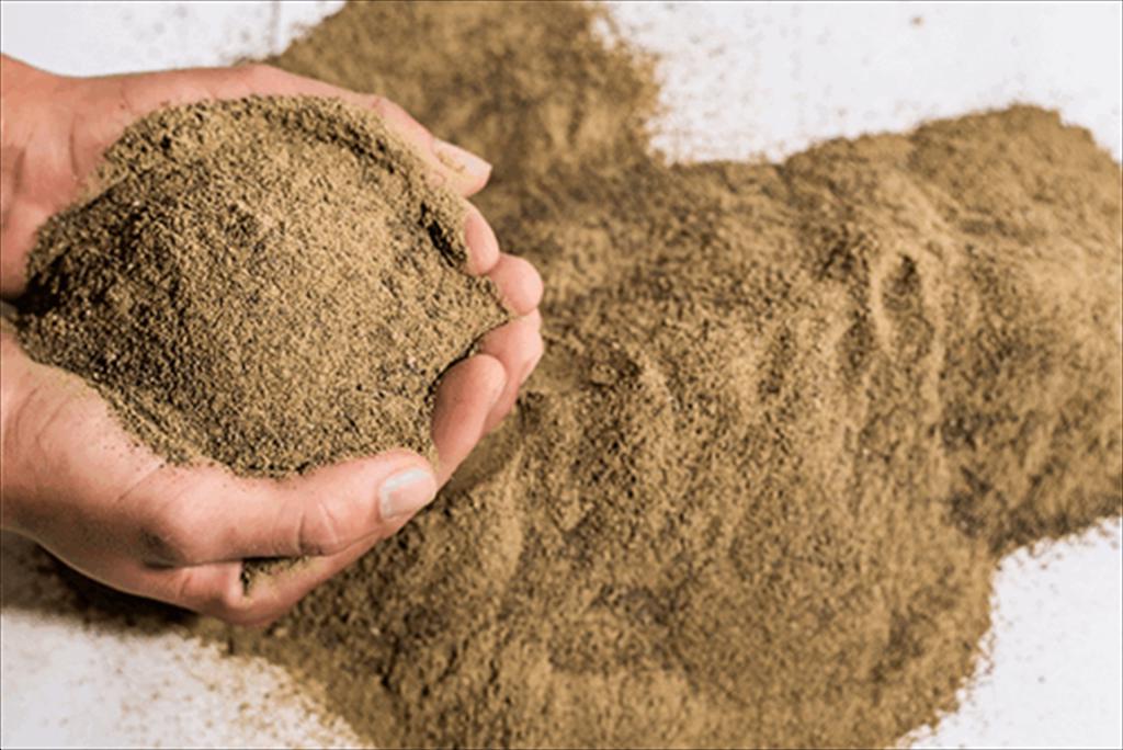 Anh Ngừng khai thác cá chình cát làm tăng giá bột cá 